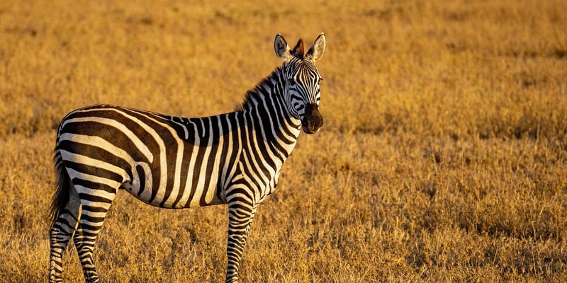 Serengeti National Park, Tanzania