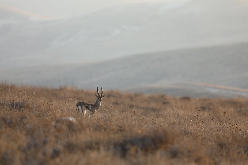 Wildlife Experience